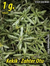 Kekik Tohumu Zahter Satureja Hortensis L - 1 G. (~ Takribi 250 Tohum) - 1