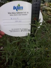 Kekik Tohumu Zahter Satureja Hortensis L - 1 G. (~ Takribi 250 Tohum) - 2