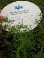 Kekik Tohumu Zahter Satureja Hortensis L - 1 G. (~ Takribi 250 Tohum) - 5