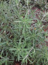 Kekik Tohumu Zahter Satureja Hortensis L - 1 G. (~ Takribi 250 Tohum) - 9