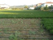 Kekik Tohumu Zahter Satureja Hortensis L - 1 G. (~ Takribi 250 Tohum) - 10