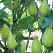 Biber Tohumu Biberiye - Batem Alpçelik - 5 g (~ Takribi 750 Tohum) - 3