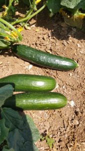 Hıyar Tohumu Salatalık Yerli - 3 G  (~ Takribi 60 Tohum) - 6