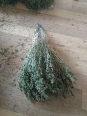 Kekik Tohumu Zahter Satureja Hortensis L - 5 G. (~ Takribi 1250 Tohum) - 2