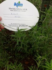 Kekik Tohumu Zahter Satureja Hortensis L - 5 G. (~ Takribi 1250 Tohum) - 4