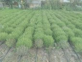 Kekik Tohumu Zahter Satureja Hortensis L - 5 G. (~ Takribi 1250 Tohum) - 10