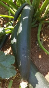 Kabak Tohumu Siyah Dolmalık - 25 G. (~ Takribi 90 Tohum) thumbnail 3