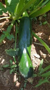 Kabak Tohumu Siyah Dolmalık - 25 G. (~ Takribi 90 Tohum) thumbnail 5