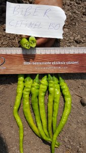 Biber Tohumu Çetinel 150 Tatlı Sivri 25 g. (~ Takribi 2000 Tohum) - 4