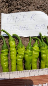 Biber Tohumu Çetinel 150 Tatlı Sivri 25 g. (~ Takribi 2000 Tohum) - 7