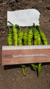 Biber Tohumu Çetinel 150 Tatlı Sivri 25 g. (~ Takribi 2000 Tohum) - 9