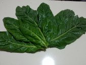 Pazı Tohumu ( Pezik ) - 25 G. (~ Takribi 500 Tohum) - 3