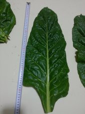 Pazı Tohumu ( Pezik ) - 25 G. (~ Takribi 500 Tohum) - 7