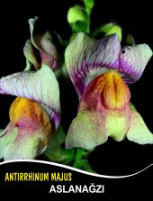 Aslanağzı Çiçek Tohumu - Antırrhınum Majus (~ Takribi 50 Tohum) - 1