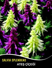 Ateş Çiçeği Tohumu - Salvıa Splendens (~ Takribi 50 Tohum) - 1
