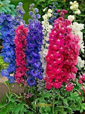 Hazeran Çiçek Tohumu- Delphınıum Mıx (~ Takribi 30 Tohum) - 1