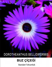 Buz Çiçeği Tohumu 1- Mesenbryanthemum Albatum (~ Takribi 40 Tohum) - 1