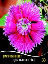 Çin Karanfili Çiçek Tohumu 2 - Dıanthus Chınensıs (~ Takribi 40 Tohum) - 1