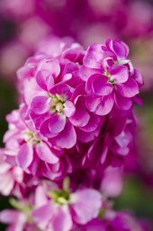 Şebboy Çiçek Tohumu 1 - Matthıola Incana (~ Takribi 50 Tohum) - 1