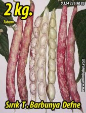 Barbunya Tohumu Sırık Defne - 2 Kg - 1