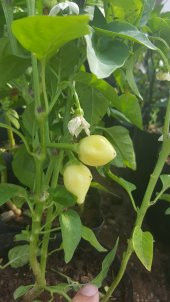 Biber Tohumu Biberiye - Batem Alpçelik - 3 G (~ Takribi 350 Tohum) - 3