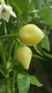 Biber Tohumu Biberiye - Batem Alpçelik - 3 G (~ Takribi 350 Tohum) - 4