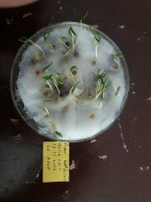 Biber Tohumu Kandil Dolma - 5 G (~ Takribi 400 Tohum) thumbnail 2