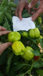 Biber Tohumu Kandil Dolma - 5 G (~ Takribi 400 Tohum) thumbnail 3