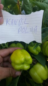 Biber Tohumu Kandil Dolma - 5 G (~ Takribi 400 Tohum) thumbnail 4