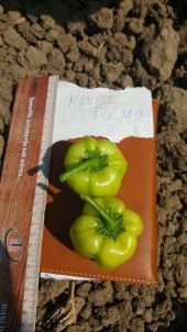 Biber Tohumu Kandil Dolma - 5 G (~ Takribi 400 Tohum) thumbnail 6