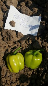 Biber Tohumu Kandil Dolma - 5 G (~ Takribi 400 Tohum) thumbnail 8