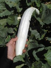 Acur Tohumu Kerem (Beyaz) - 5 G (~ Takribi 80 Tohum) - 4