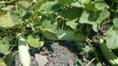 Acur Tohumu Kerem (Beyaz) - 5 G (~ Takribi 80 Tohum) - 8