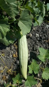 Acur Tohumu Kerem (Beyaz) - 5 G (~ Takribi 80 Tohum) - 9
