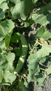 Acur Tohumu Kerem (Beyaz) - 5 G (~ Takribi 80 Tohum) - 10