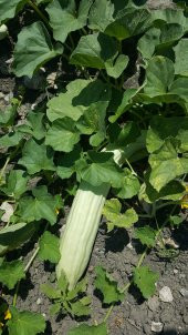 Acur Tohumu Kerem (Beyaz) - 5 G (~ Takribi 80 Tohum) - 12