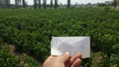 Biber Tohumu Yalova Çorbacı 12 - 5 G. (~ Takribi 400 Tohum) - 2