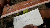 Biber Tohumu Yalova Çorbacı 12 - 5 G. (~ Takribi 400 Tohum) - 10