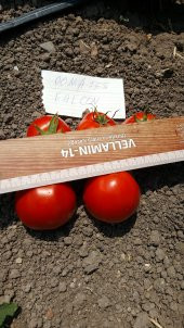 Domates Tohumu Falcon - 10 g. (~ Takribi 1500 Tohum) - 3