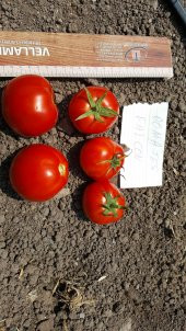 Domates Tohumu Falcon - 10 g. (~ Takribi 1500 Tohum) - 4