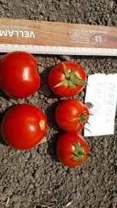 Domates Tohumu Falcon - 10 g. (~ Takribi 1500 Tohum) - 5