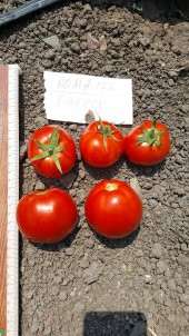 Domates Tohumu Falcon - 10 g. (~ Takribi 1500 Tohum) - 6