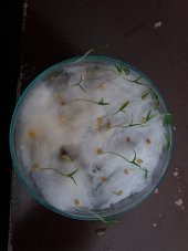 Biber Tohumu Toros Yukarı Bakan Yeşil Süs - 3 G (~ Takribi 240 Tohum) thumbnail 2