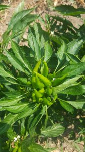 Biber Tohumu Toros Yukarı Bakan Yeşil Süs - 3 G (~ Takribi 240 Tohum) thumbnail 6