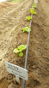 Marul Tohumu Arapsaçı 055 (Kıvırcık) - 5 G. (~ Takribi 2750 Tohum) - 3