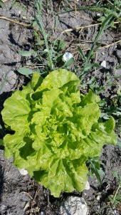 Marul Tohumu Arapsaçı 055 (Kıvırcık) - 5 G. (~ Takribi 2750 Tohum) - 4