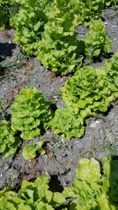 Marul Tohumu Arapsaçı 055 (Kıvırcık) - 5 G. (~ Takribi 2750 Tohum) - 5