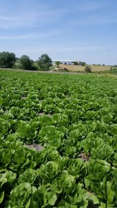 Marul Tohumu Yedikule 5701 - 5 G. (~ Takribi 2750 Tohum) - 6