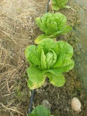 Marul Tohumu Yedikule 5701 - 5 G. (~ Takribi 2750 Tohum) - 8