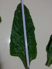 Pazı Tohumu ( Pezik ) - 10 G (~ Takribi 200 Tohum) - 4